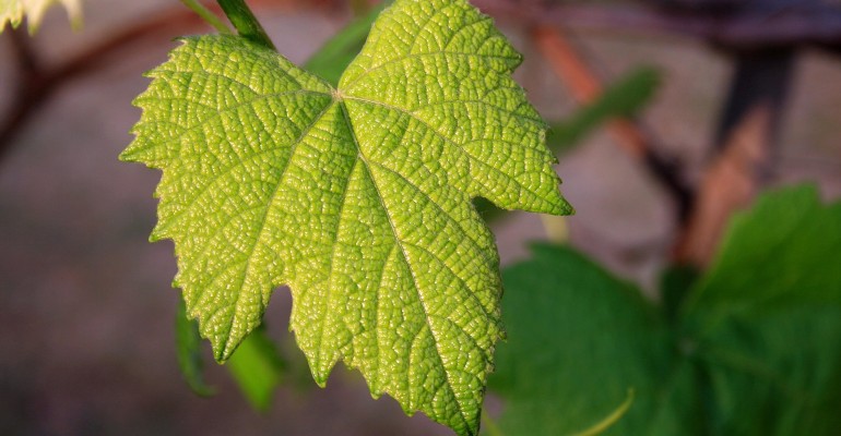 GoWine per il vino autoctono