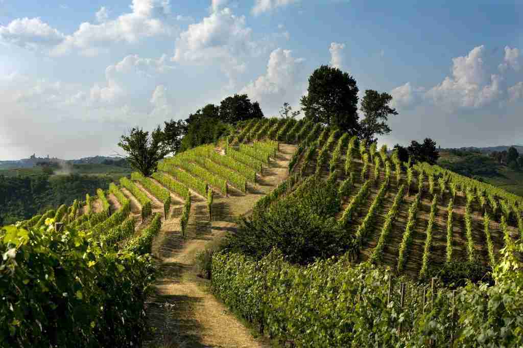 IL NEBBIOLO SULLA RIVA SINISTRA DEL TANARO DIVENTA ROERO 1 Vigneto in collina